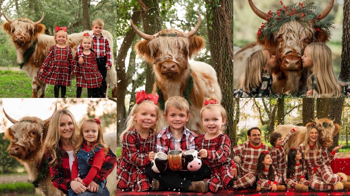 Fluffy Highland Cow Christmas Photoshoots | Orlando, FL