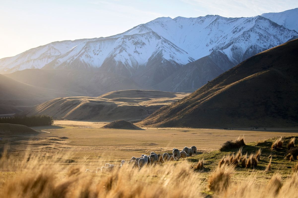 Merino Trails - presented by icebreaker