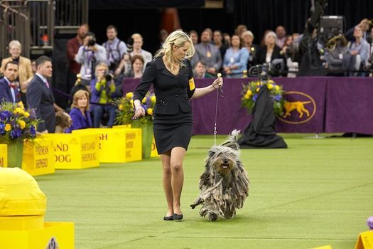 Westminster Kennel Club Dog Show 2021 Pier 94 New York 15 February To 16 February