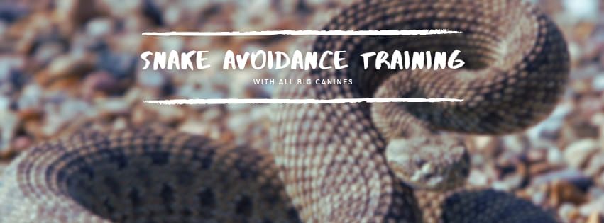 Snake Avoidance Training 