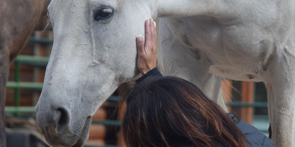 Equine Vision Journey Retreat - September 2022