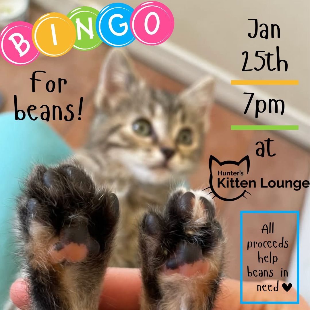 Bingo with Cats!