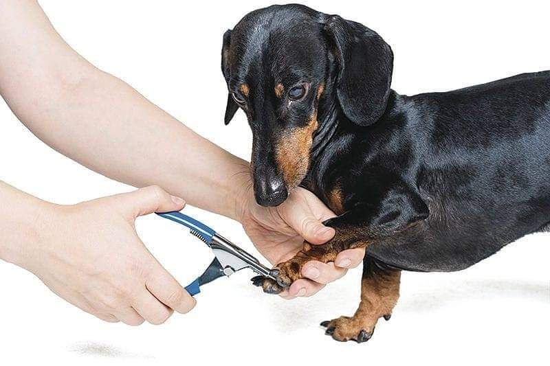 Nail Trim Clinic