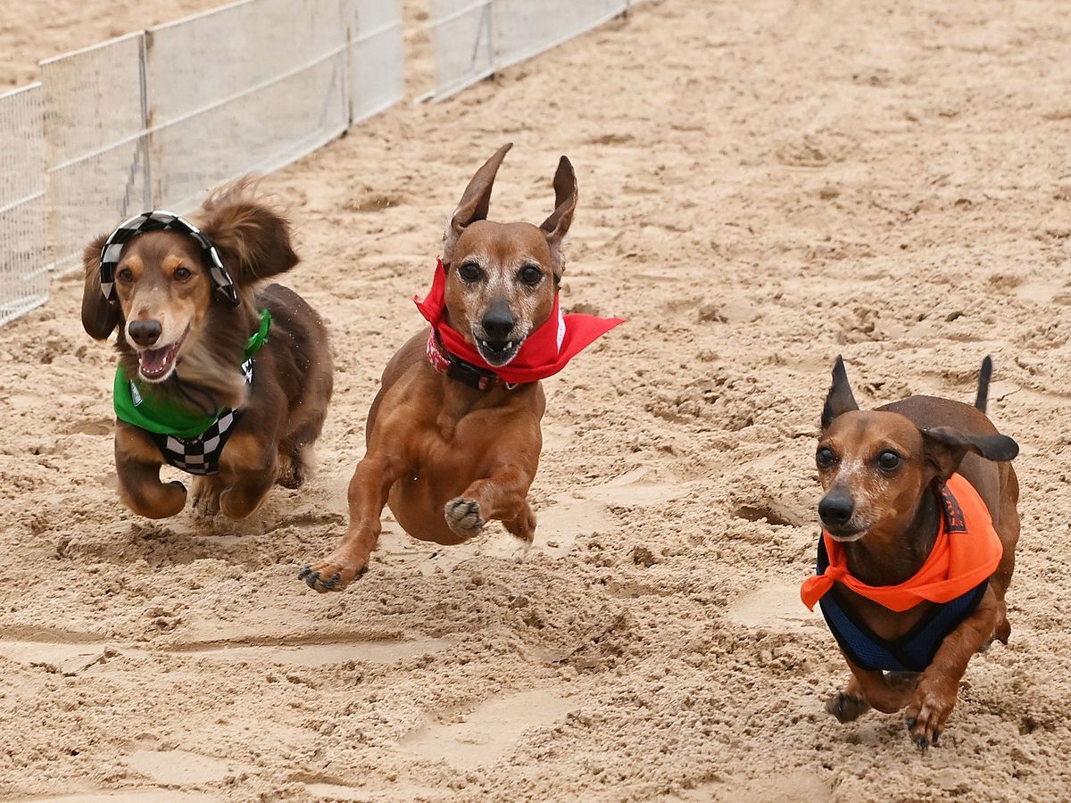 Wiener Dog Races