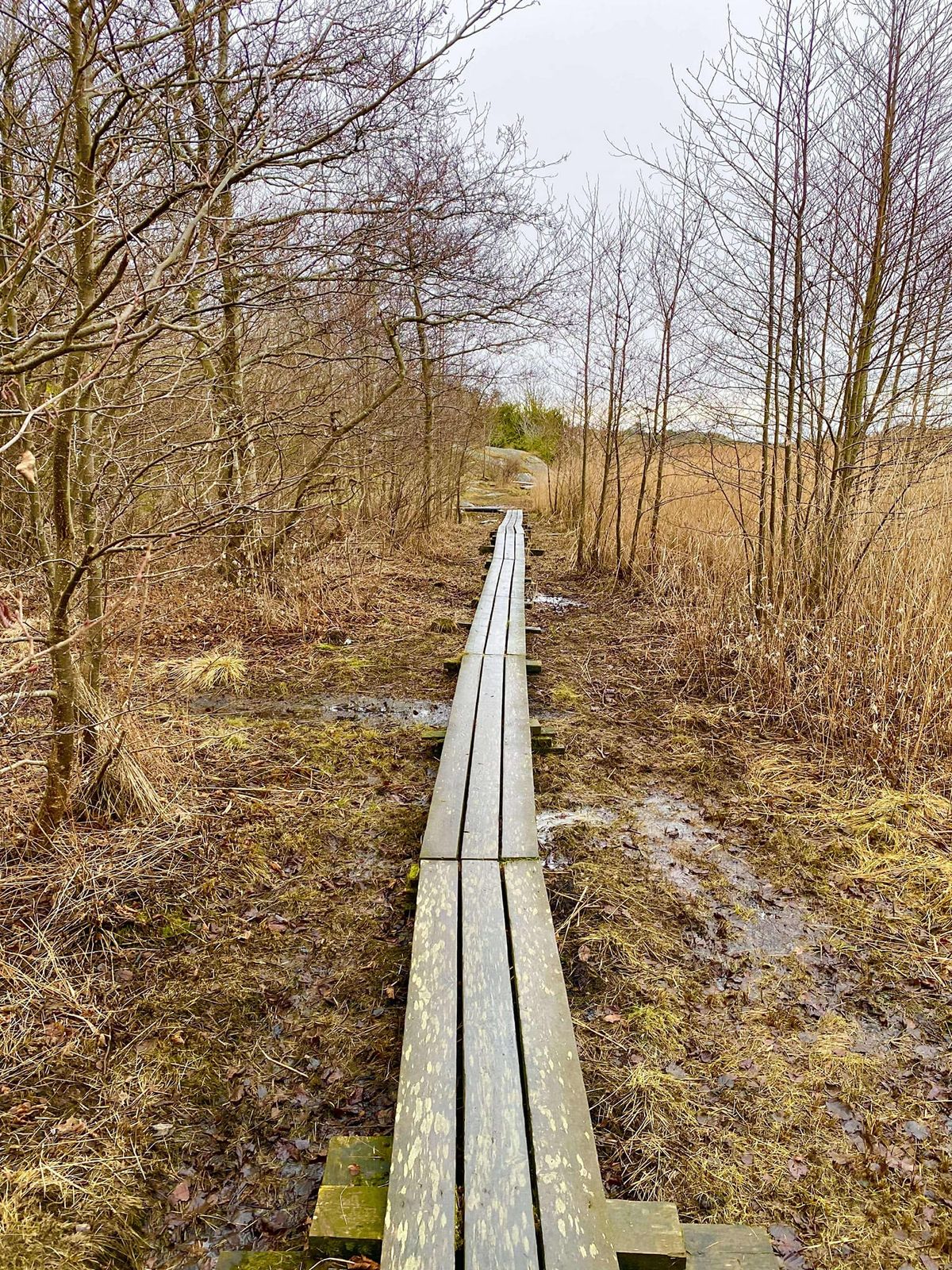 Jull\u00f6pning  Hinsholmen - Fiskeb\u00e4ck - Tippen - Ganlet - Hinsholmen 