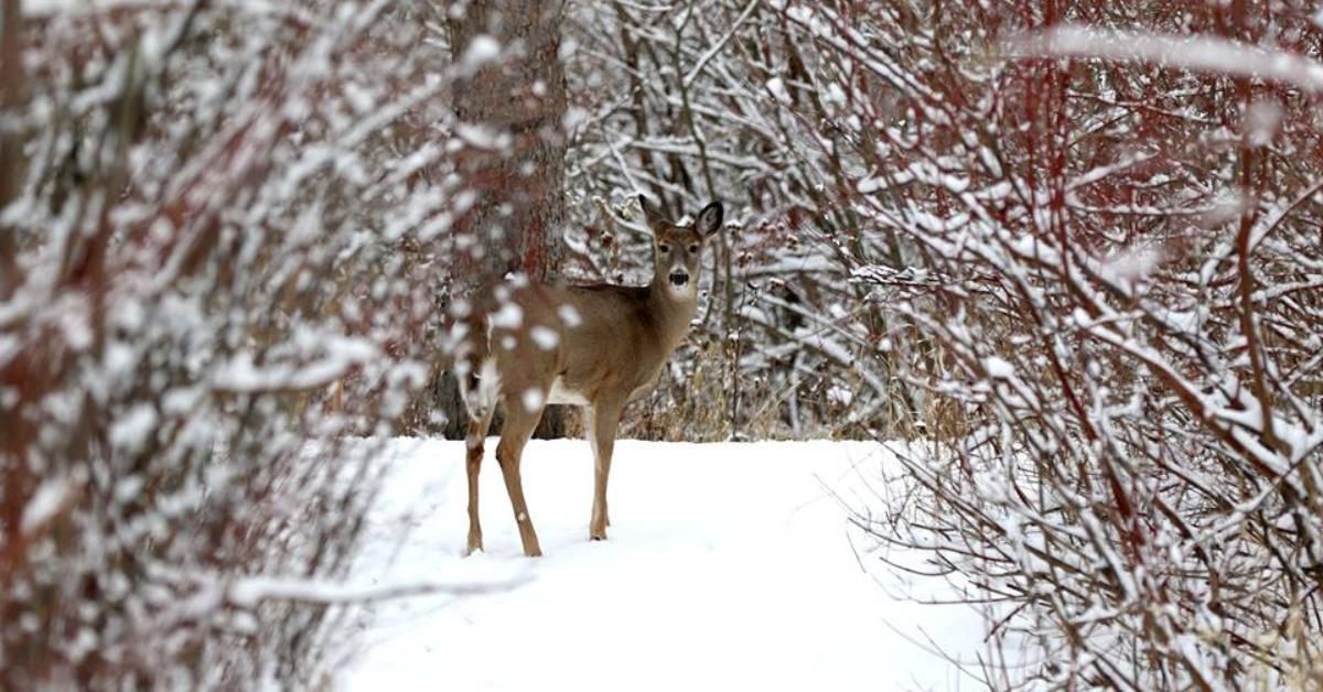 Storytime on the Trails: Getting Ready for Winter