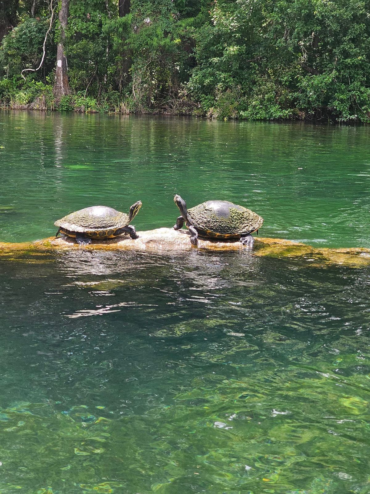 Paddle, Swim & Snorkel at Rainbow 