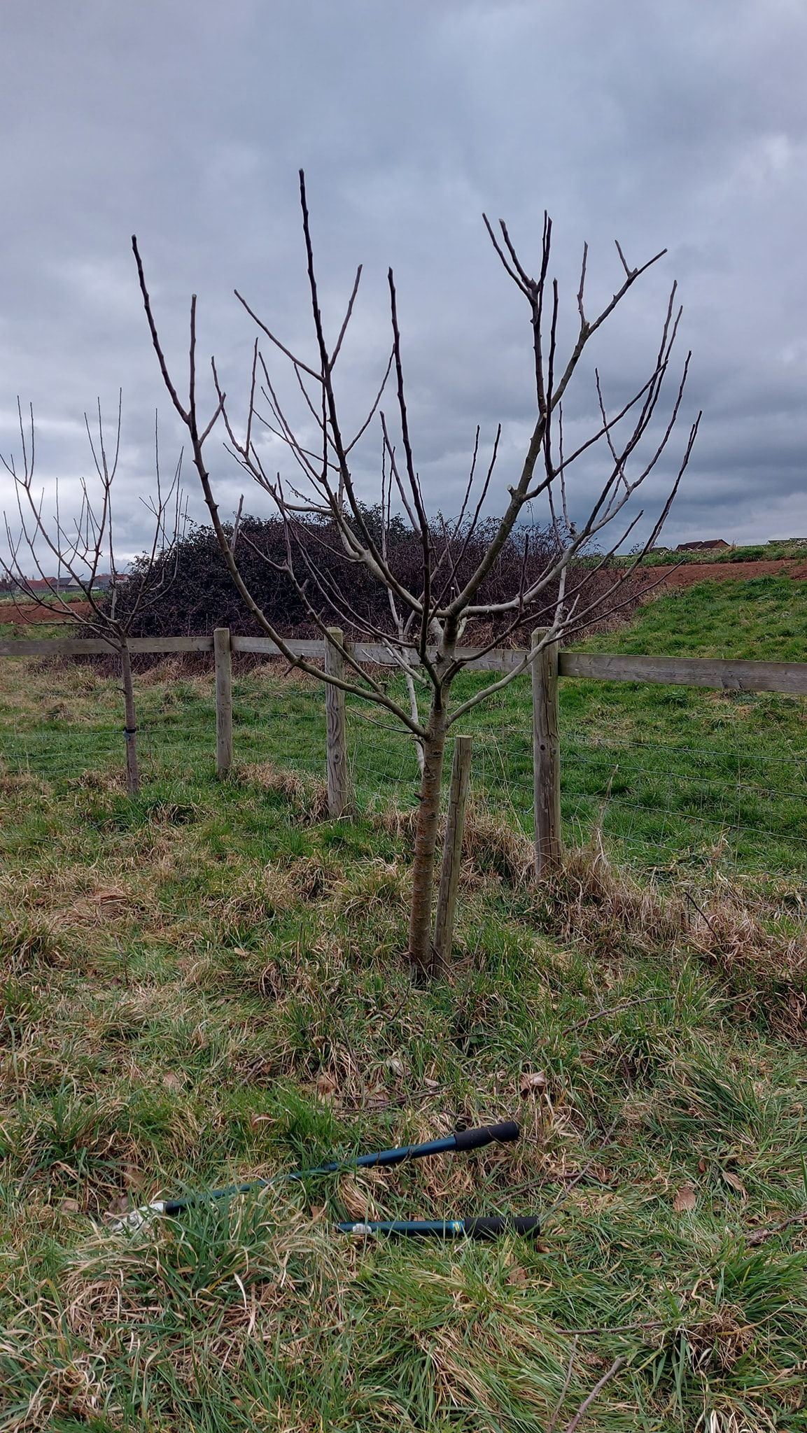 Pruning the Apple Trees in the Community Orchard