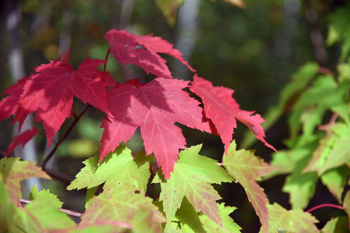 Nature Discovery Days at Old Cedar Ave: Fall Leaves