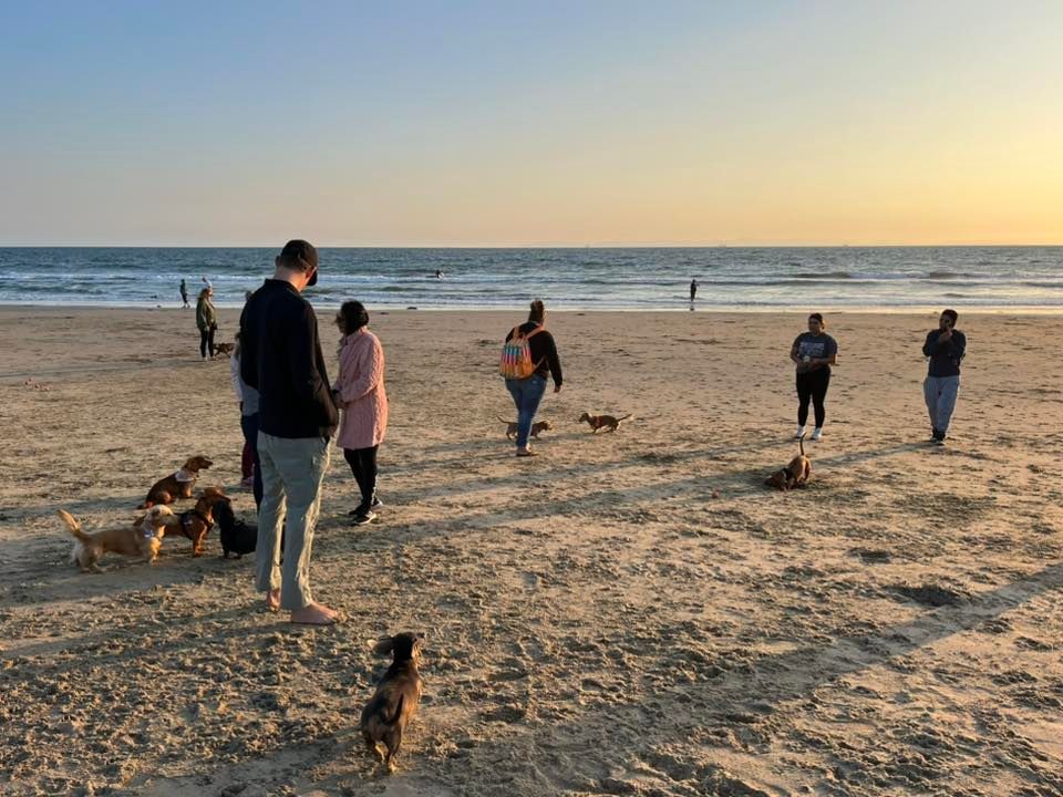 Huntington Beach dachshunds meetup 