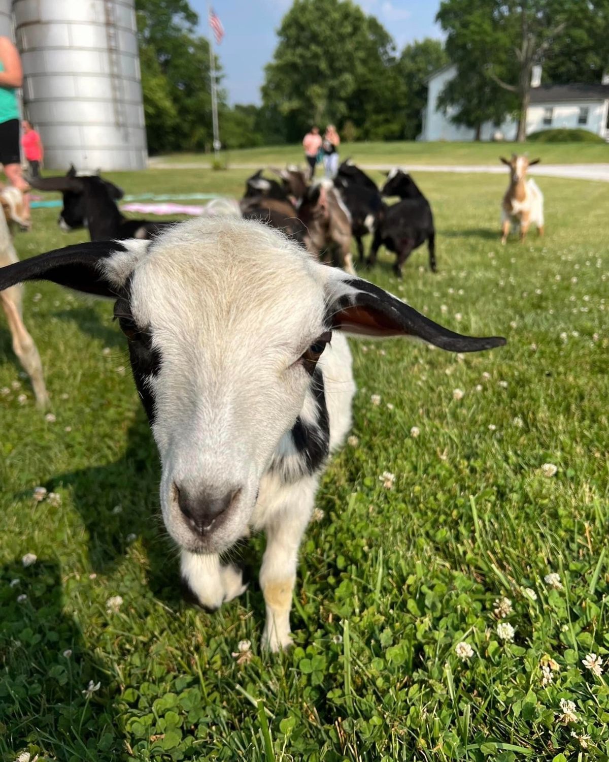 Goat Yoga with Rhonda StudioRho Entertainment 