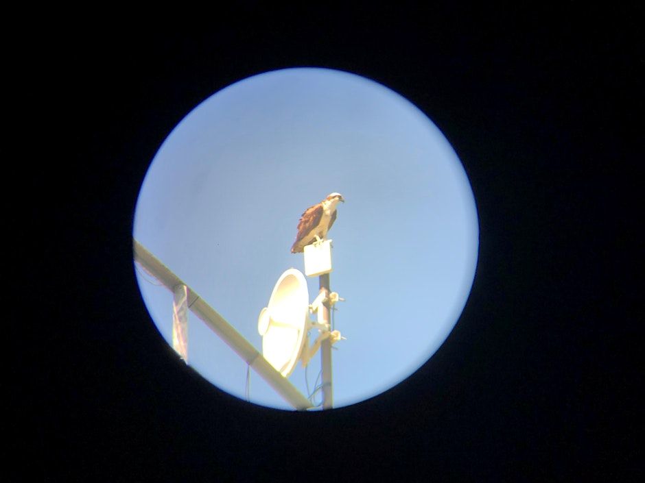 Eyes on Baby Birds Volunteer Training (Osprey)