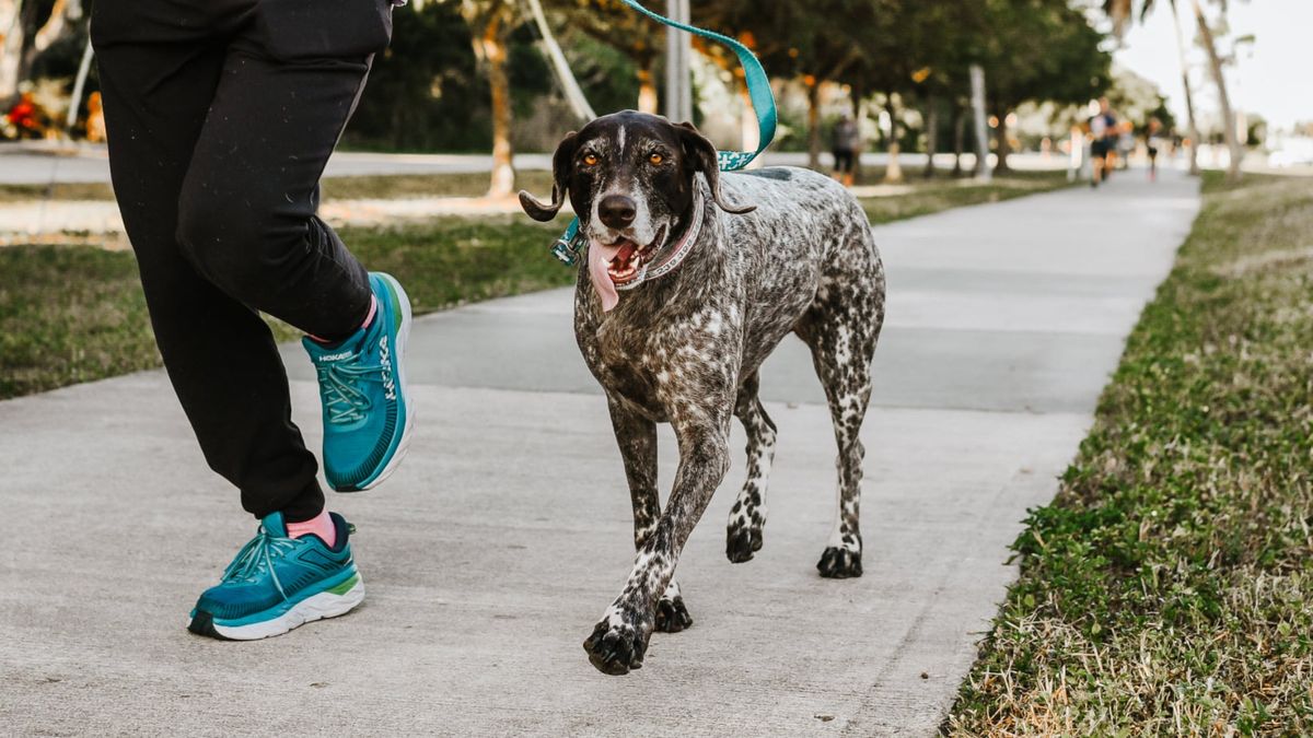 HSN Run for the Paws 5k