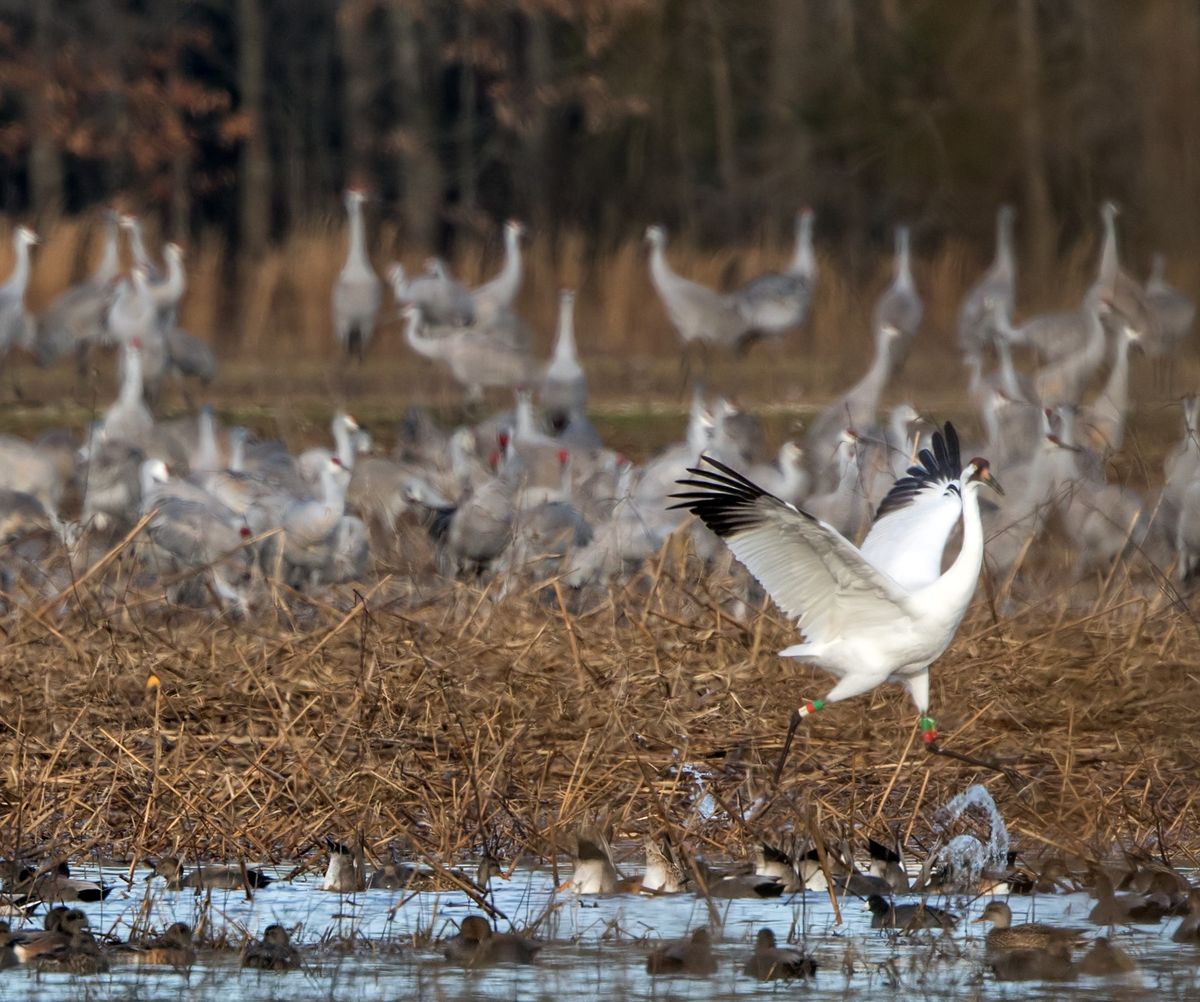 Whooping Crane Walk