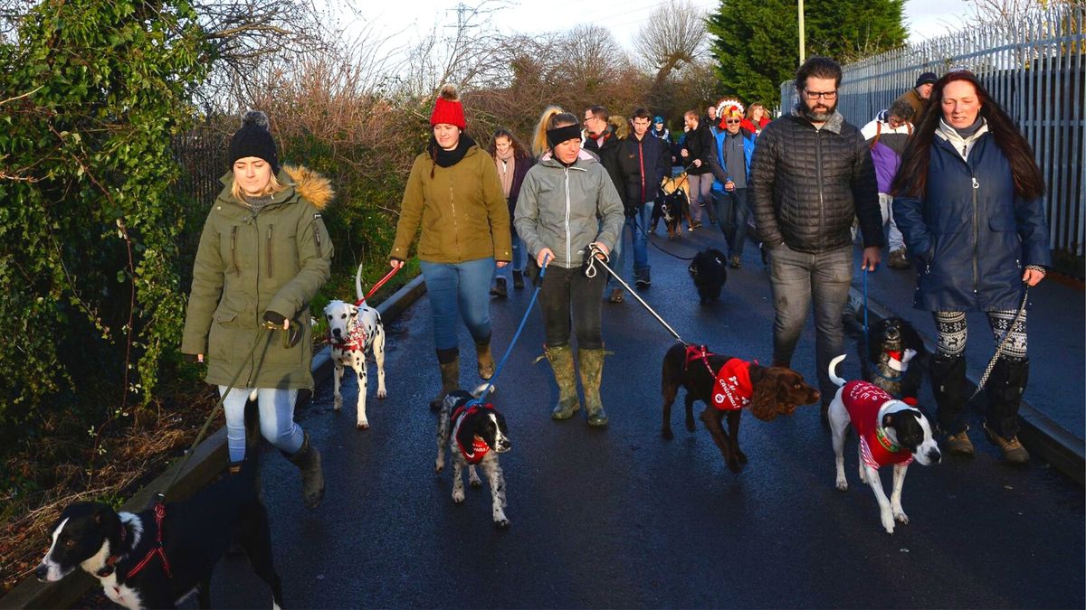 Festive dog walk