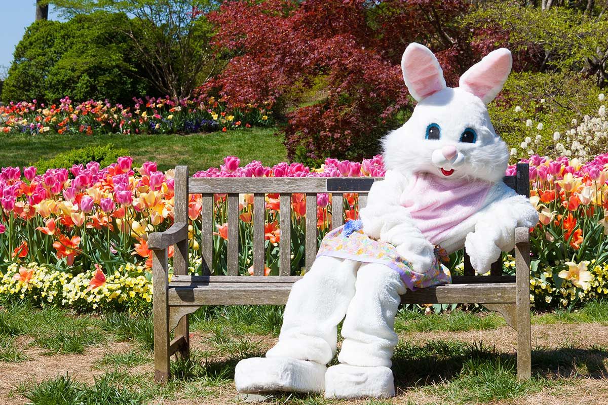 FREE Easter Bunny Pictures 