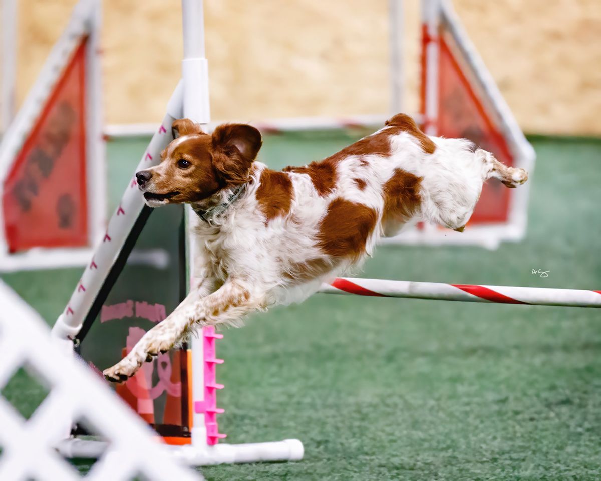 AKC Agility Trial by LDTC