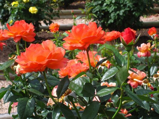 Growing and Maintaining Roses