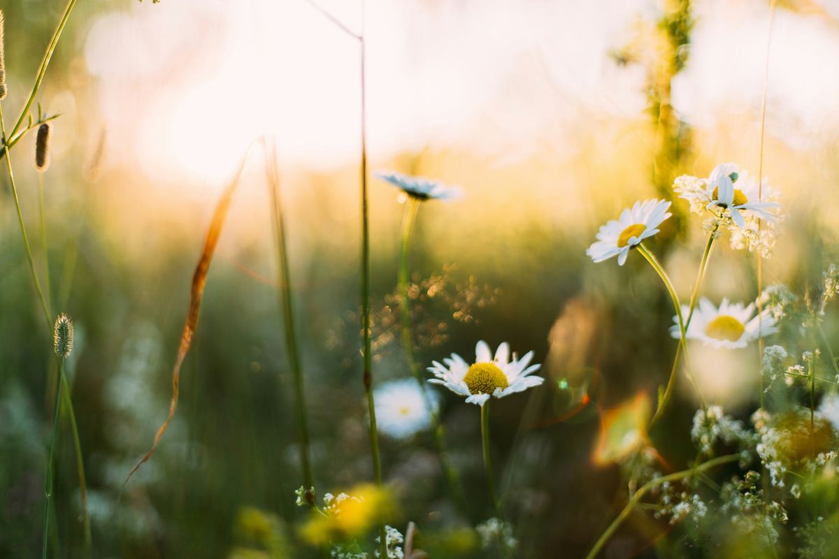 Spring Awakening Equinox Gathering