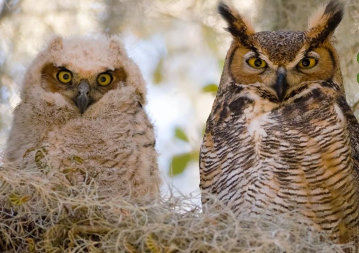 Owl Prowl with Red Oaks Birding Club