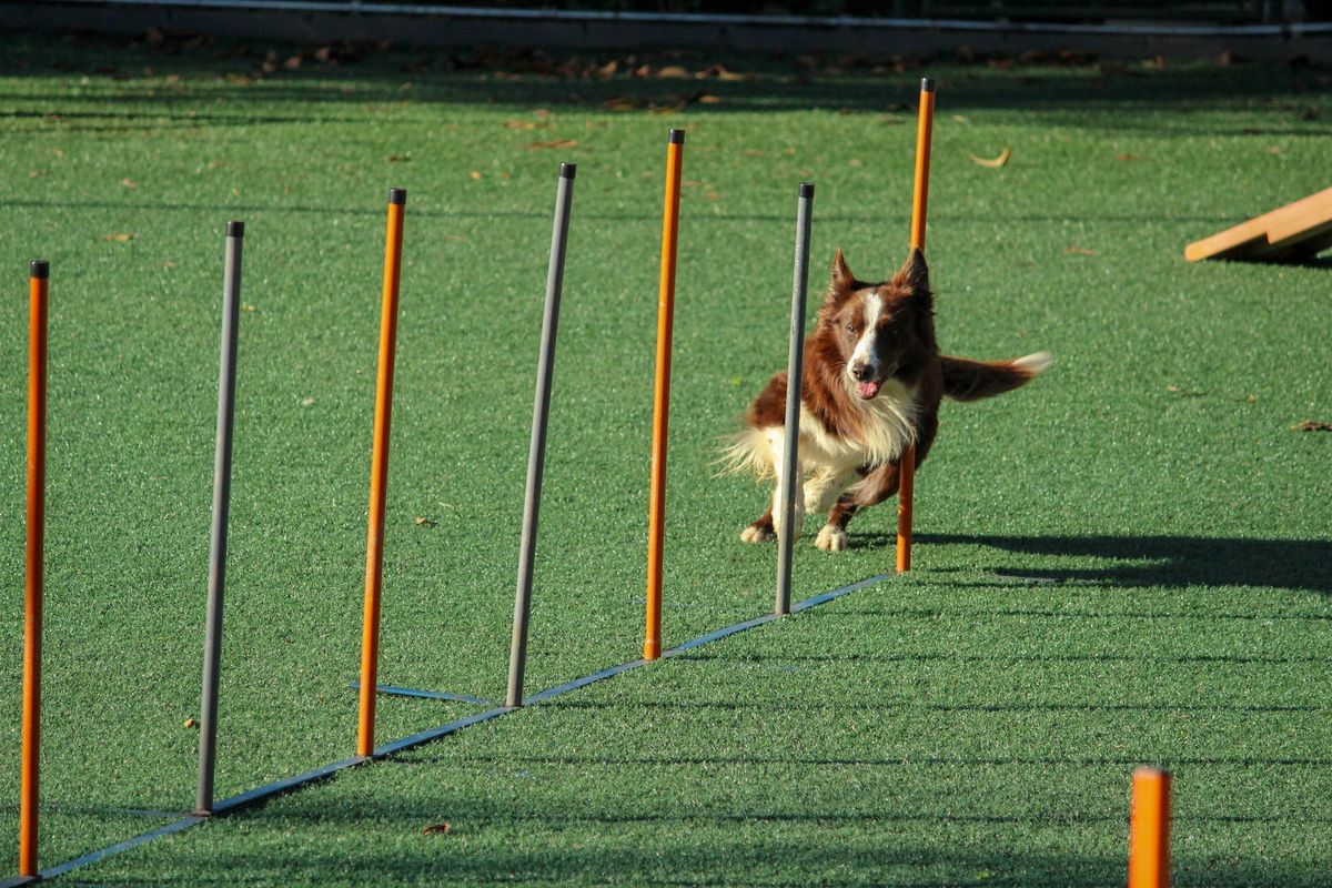 Dog Agility for Beginners \u2013 Balgowlah