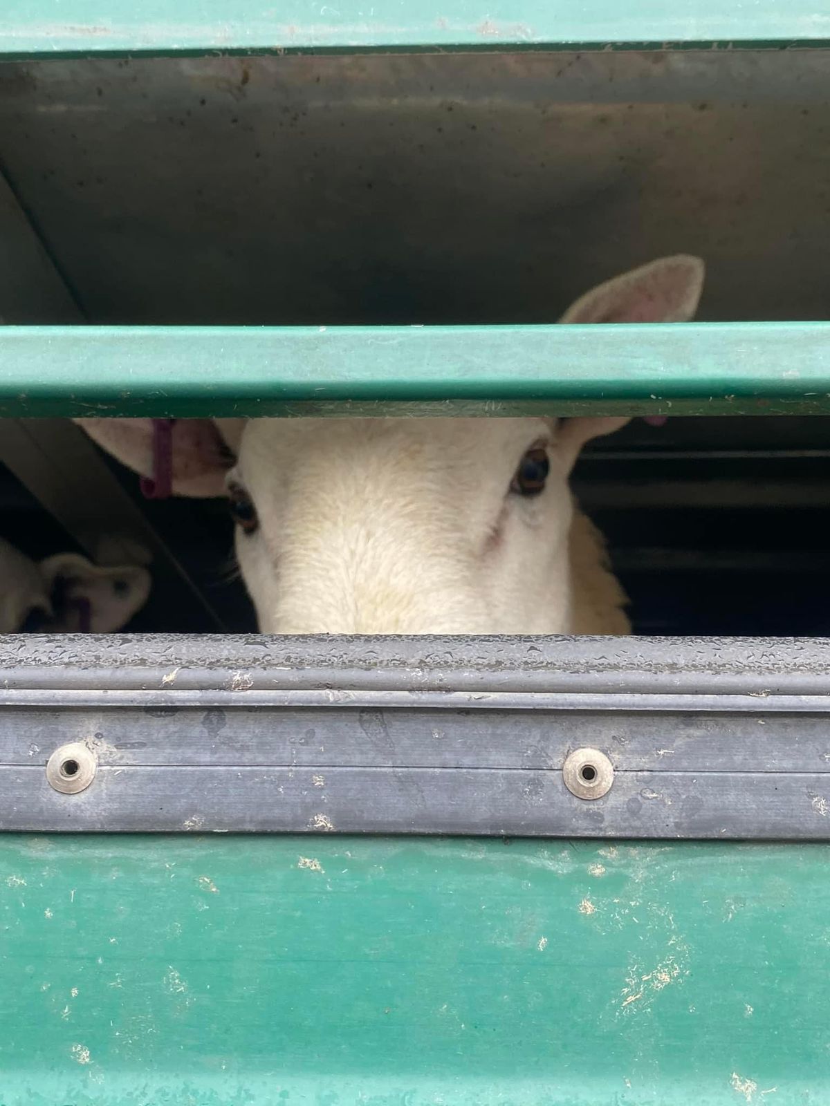 Vigil for the Sheep at Pak Mecca Meats Slaughter House 