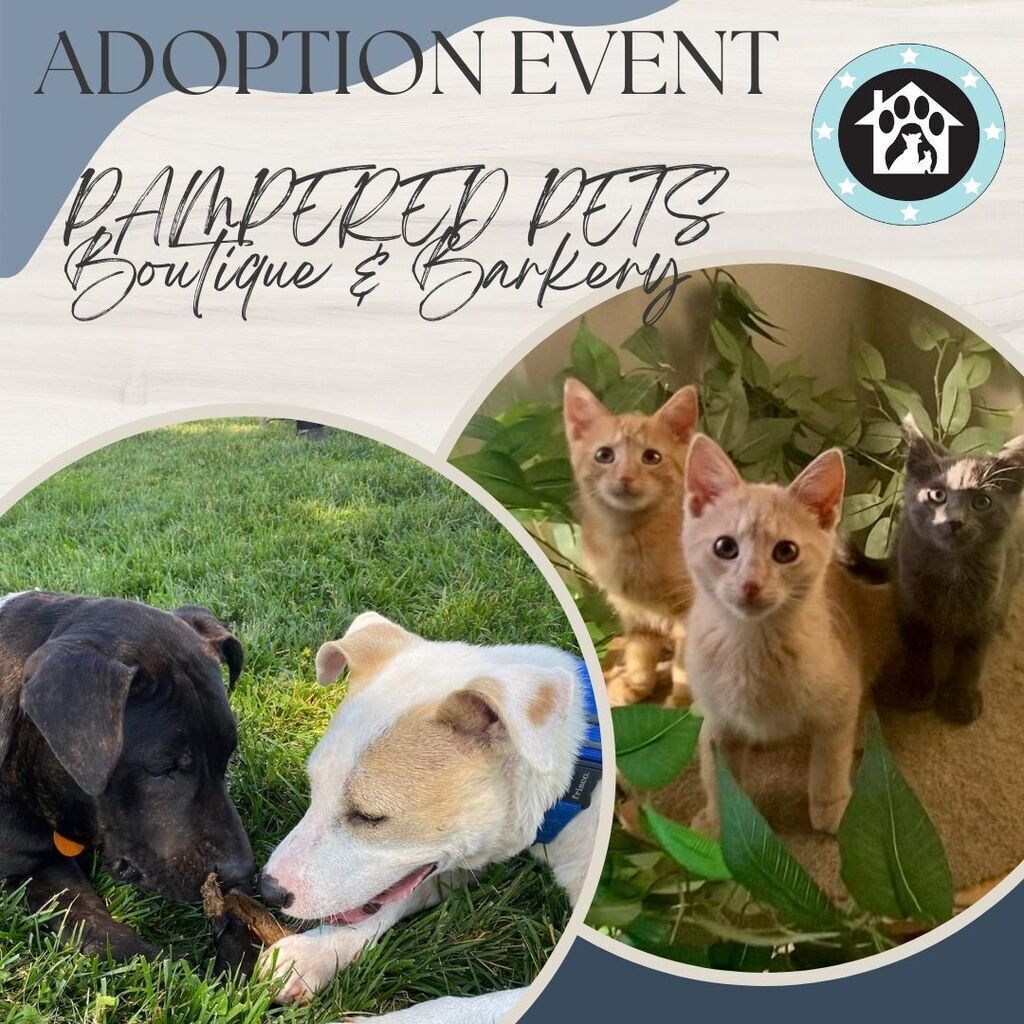 Pampered Pet Boutique & Bakery Adoption Event Alexandria, va