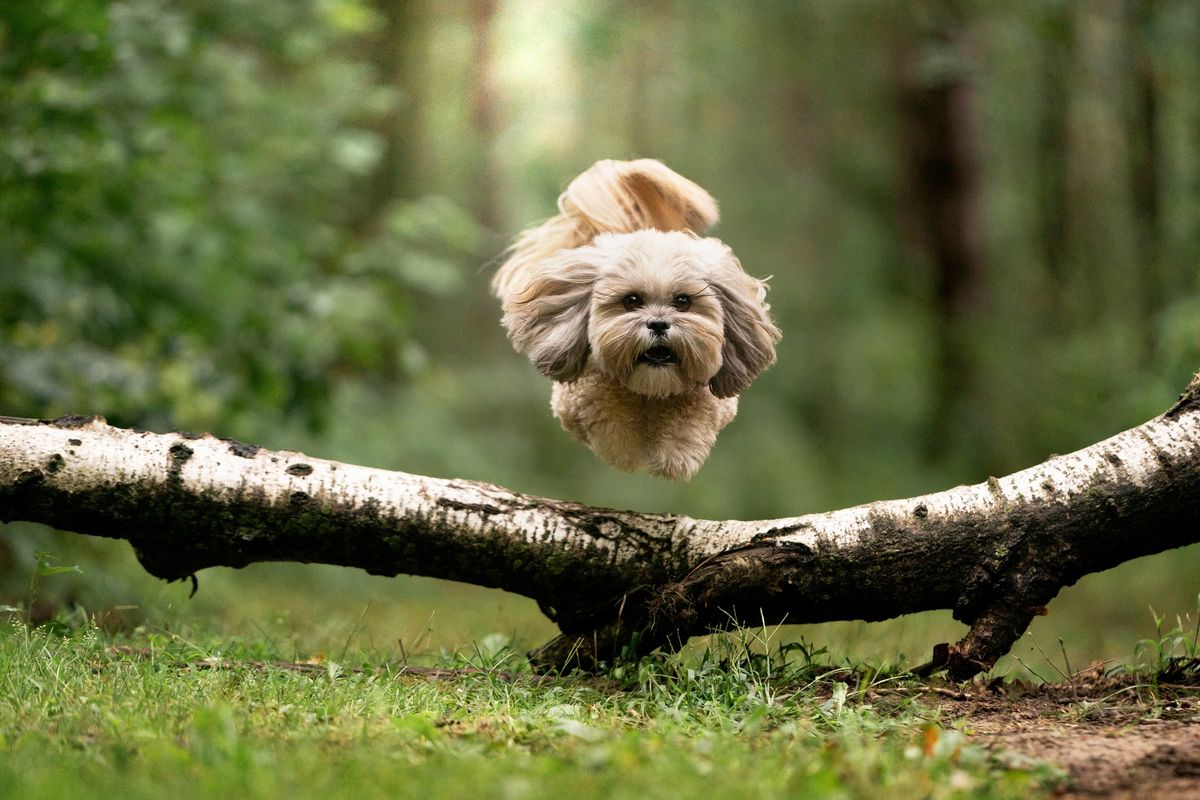 70th National Specialty of the American Lhasa Apso Club 