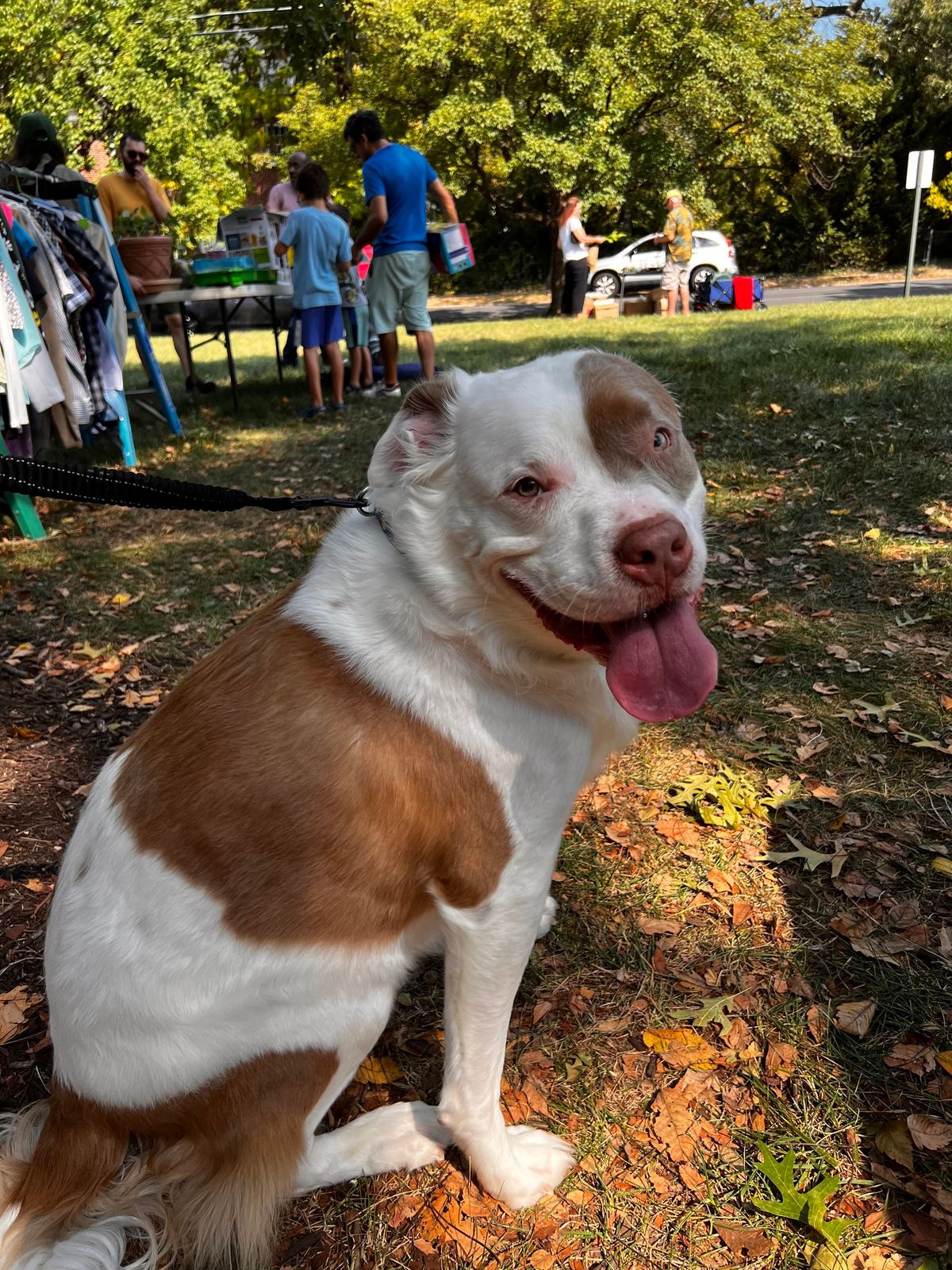 Blessing of the Animals (Pets)