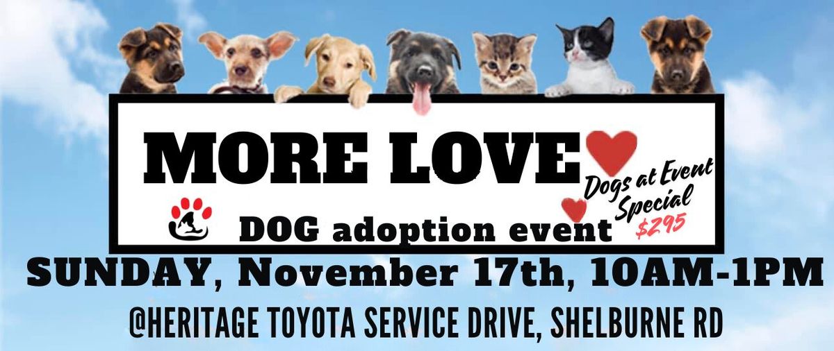 More Love Dog Adoption Event w Passion 4 Paws