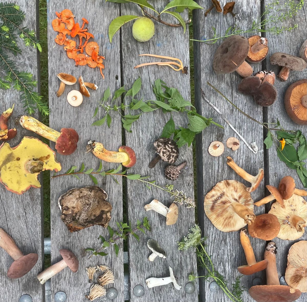 Foraging and Cooking with Wild Food Class