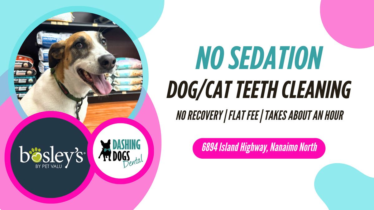 Dog\/Cat Teeth Cleaning- Nanaimo North