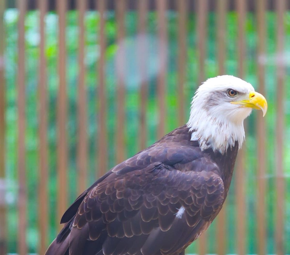 Eagle Talk & Lunch with a Black Vulture