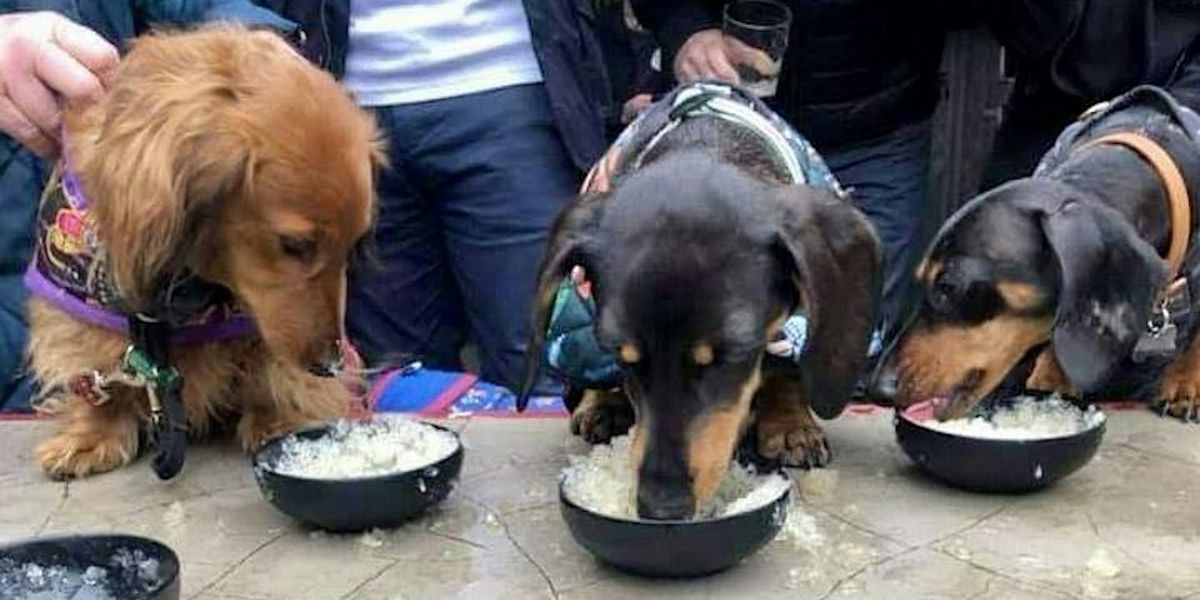 Sausage Dogs Pub Crawl