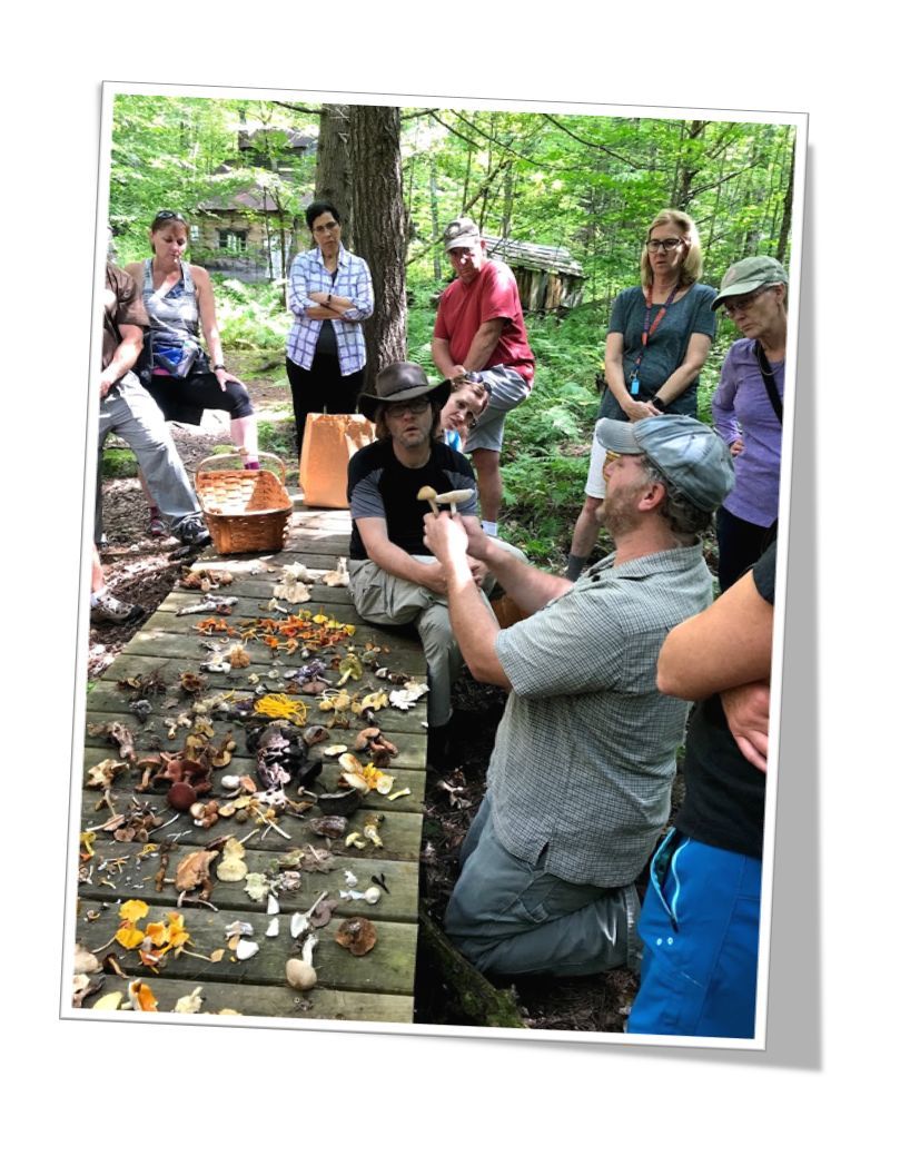 Wild Mushroom Walk: In Depth