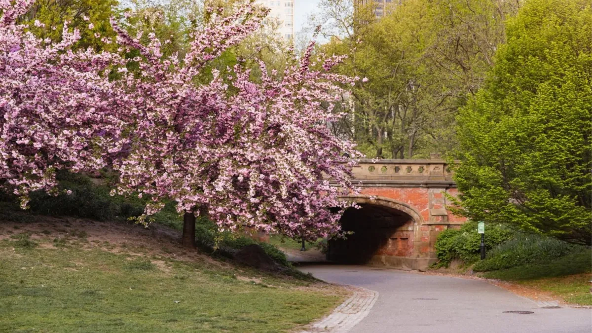 Walk&Talk - Cherry Blossom (Central Park)