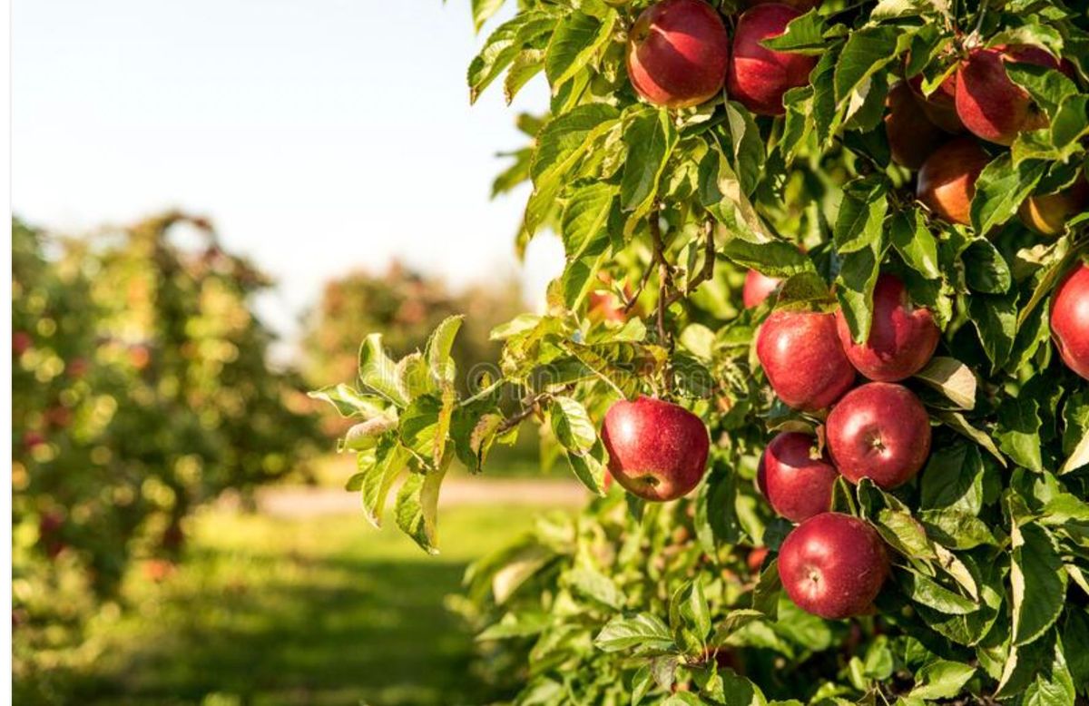 Graft your own Apple or Pear Tree!