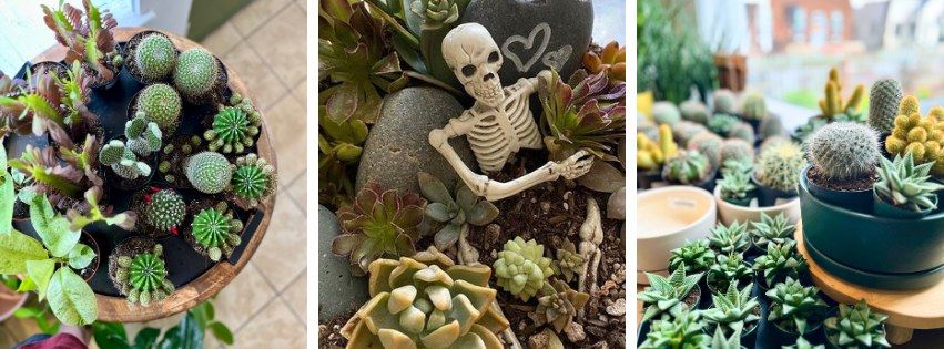 Spooky Succulent & Cacti Workshop