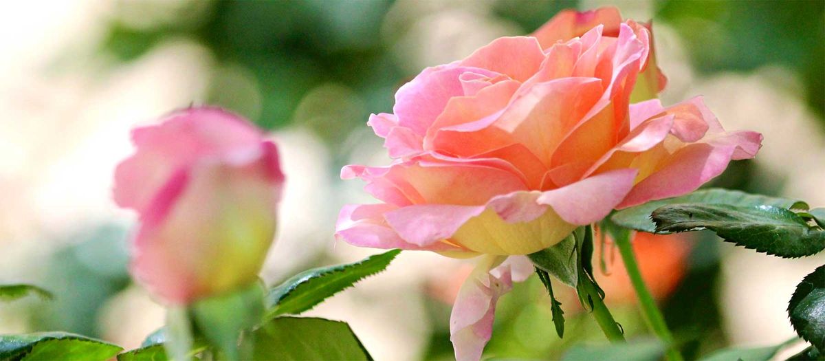 FREE Master Gardener Class: Roses