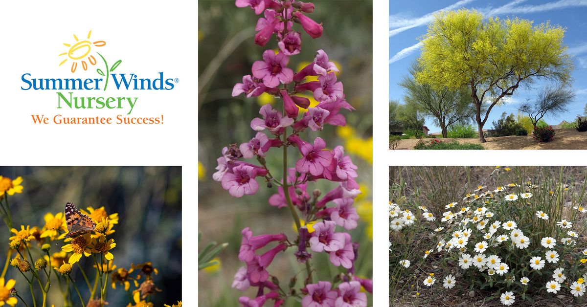 Native Plants for Your Desert Garden Class (Phoenix)