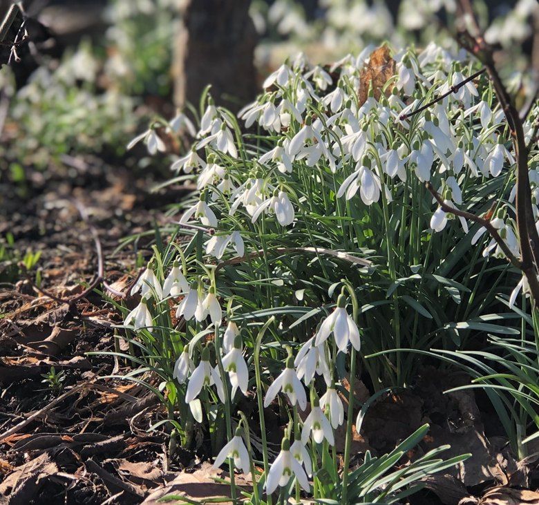 Snowdrop Walk i G\u00f6teborg