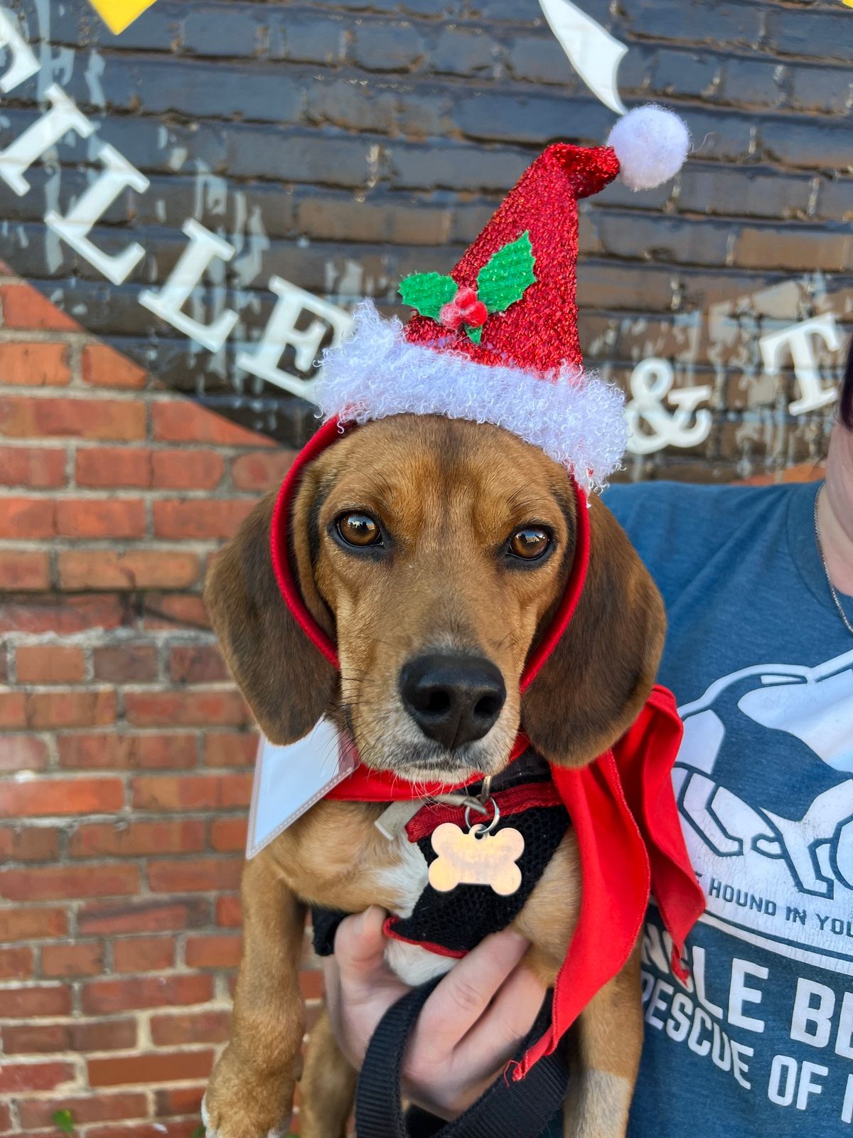 Triangle Beagle Rescue December Adopt a thon at Rosecomb Beer Garden CARY