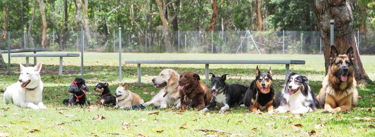 Sunday Morning Obedience Training (Summer Time)