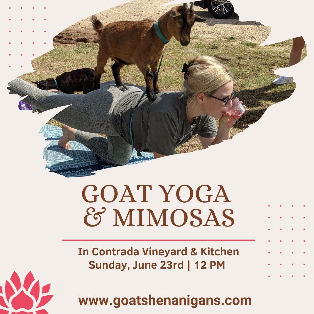 Goat Yoga and Mimosas