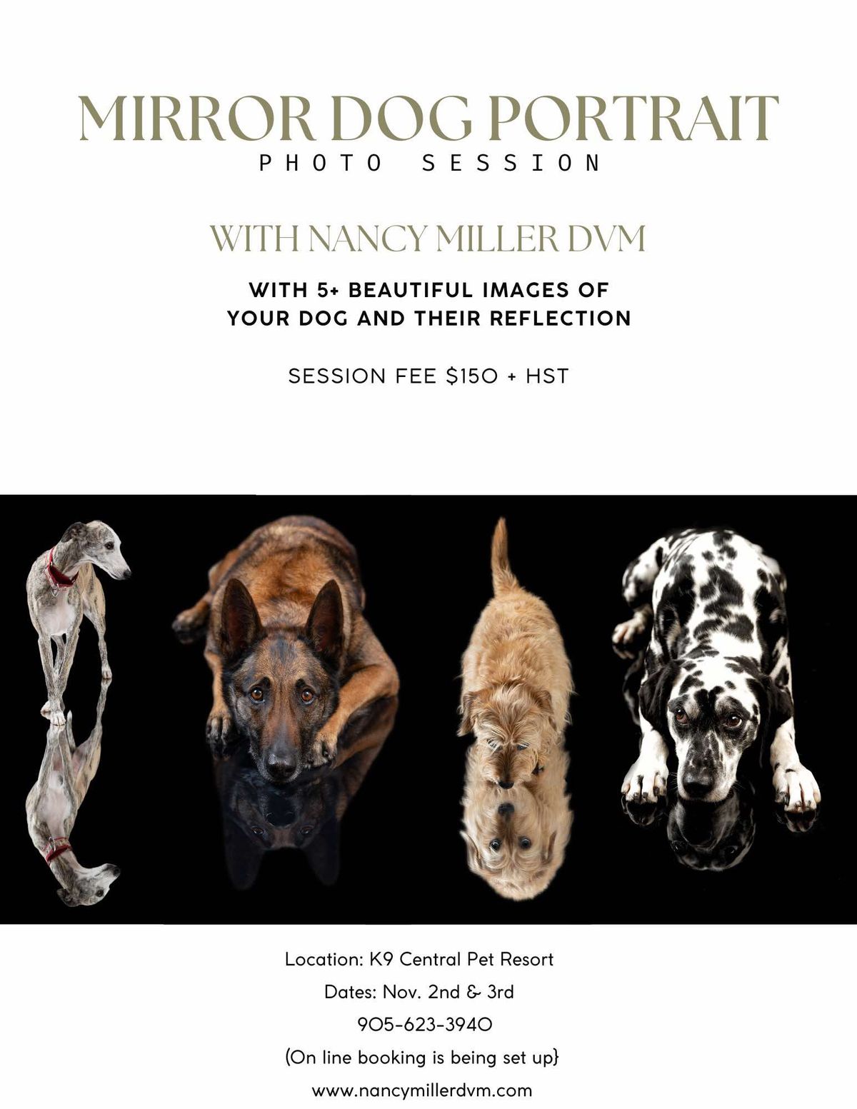 Mirror Dog Portrait Photo Session with Nancy Miller DVM