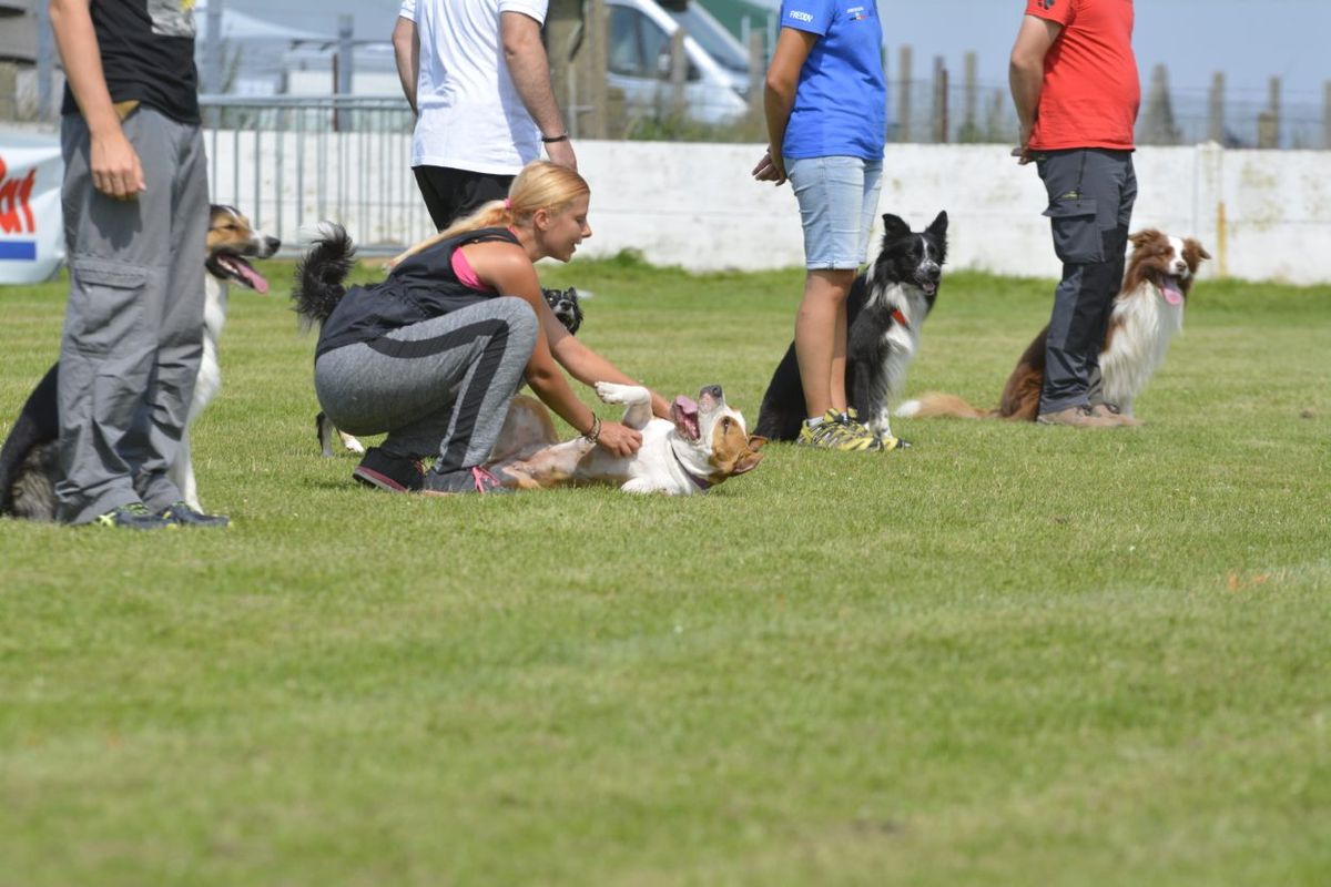 Dream Dog grupowy trening Obedience - praca r\u00f3wnoleg\u0142a