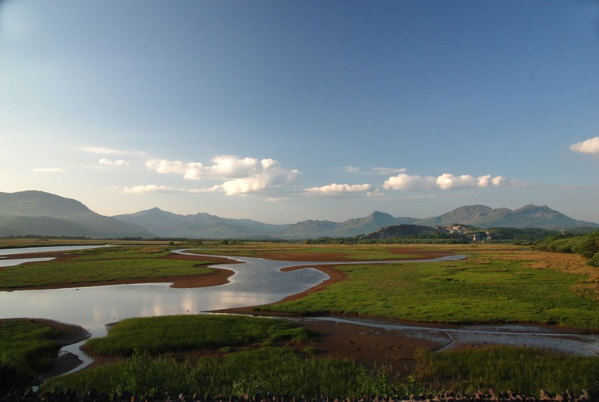 Wetland bird walk