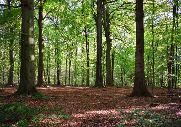 EVENT NOW FULL! Tree Walk & Talk at Central Library with Kyle McLoughlin