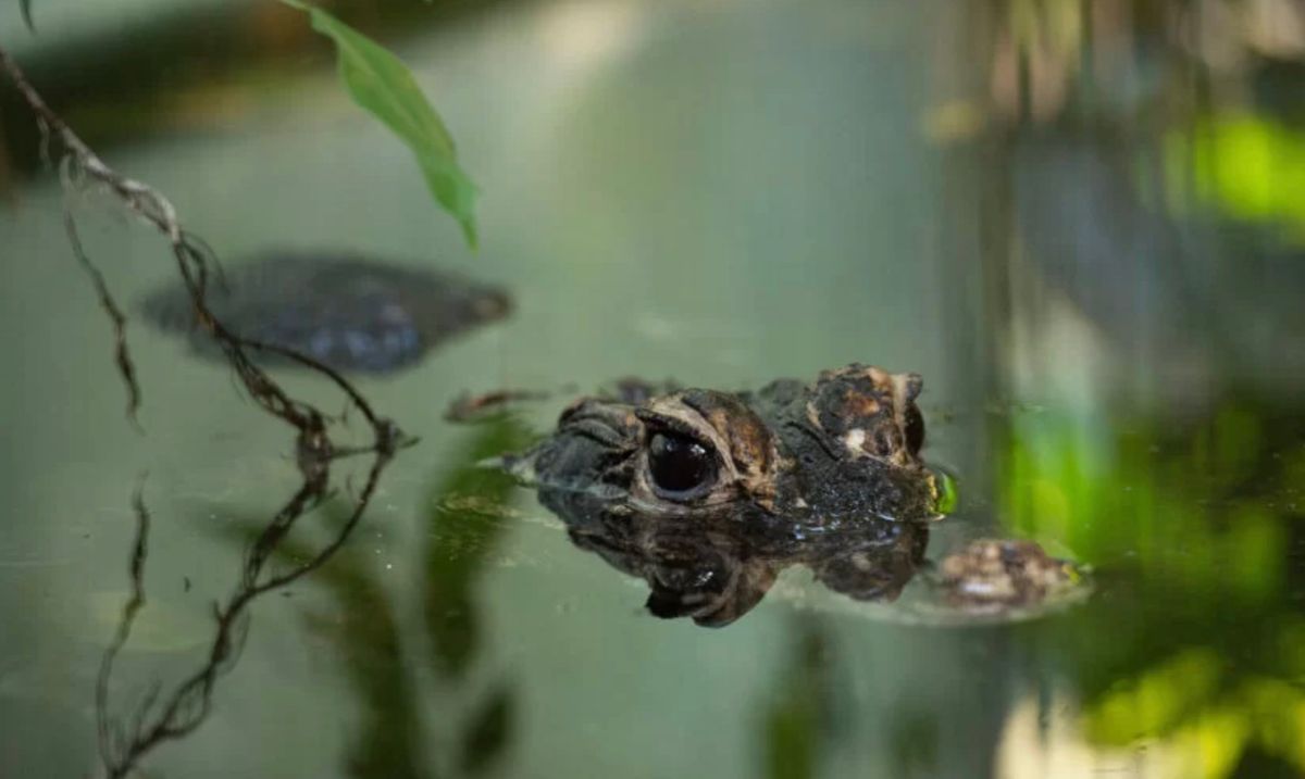 Abendf\u00fchrung im Vivarium