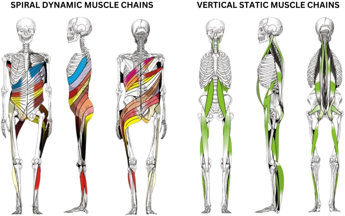 Modulul 5: Posturologie \u2013 Lan\u021buri musculare